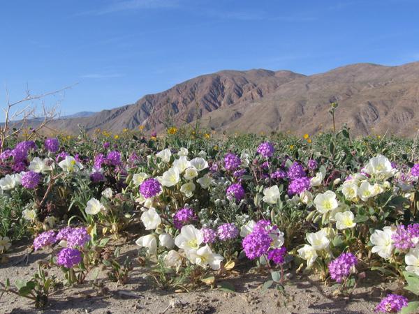 California desert wildflower at Anza Borrego State Park.