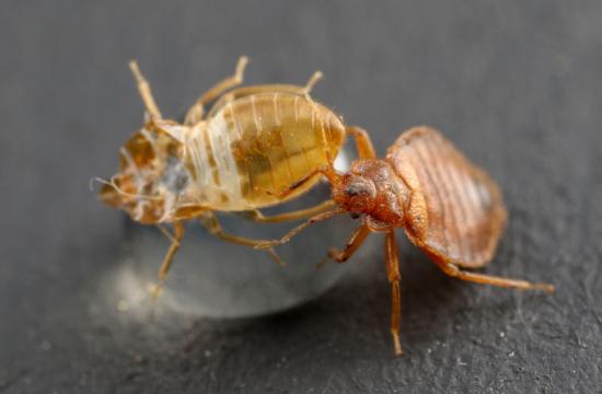 bed-bug-on-an-exuvia_2