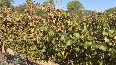 Grapevine decimated by VCLH outbreak