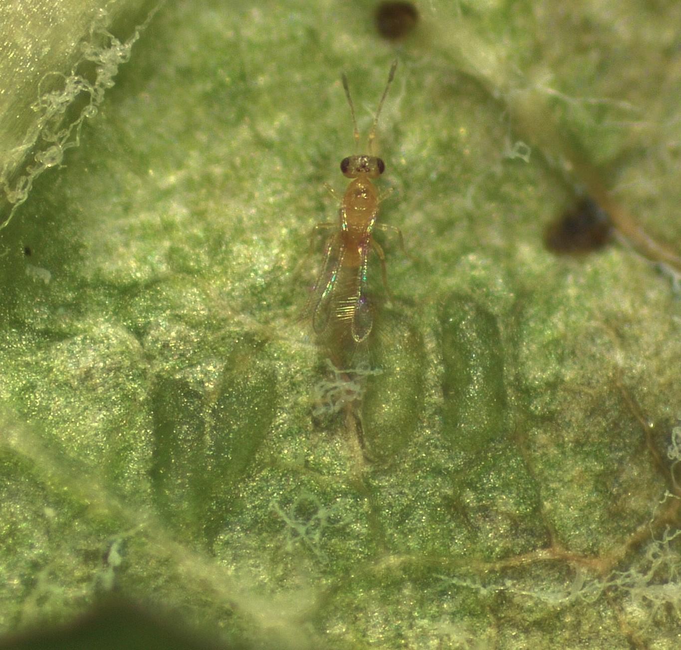 A. daanei on a grape leaf with VCLH eggs.