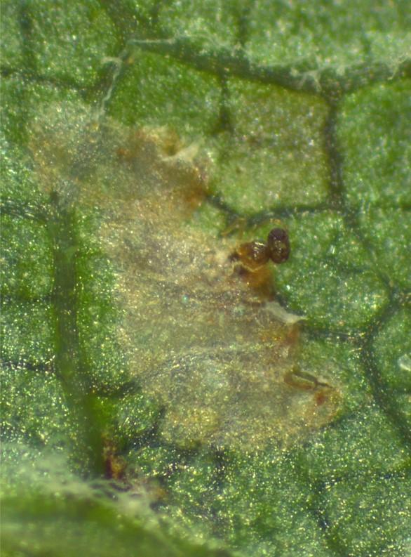 Once it has completed development, the adult parasitoid emerges head-first from the VCLH egg.