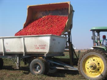Harvest of a processing tomato research trial