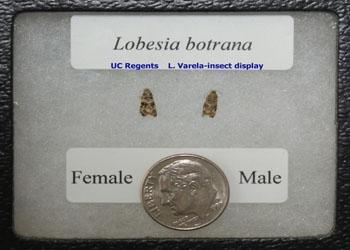 Male and female L.botrana