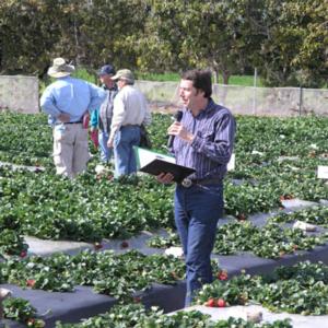 South Coast Strawberry Field Day. Orange Co., CA