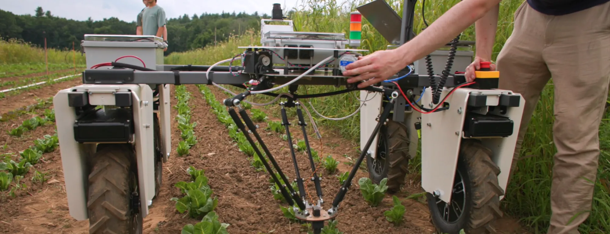 Weeding machine straddles plants in the field