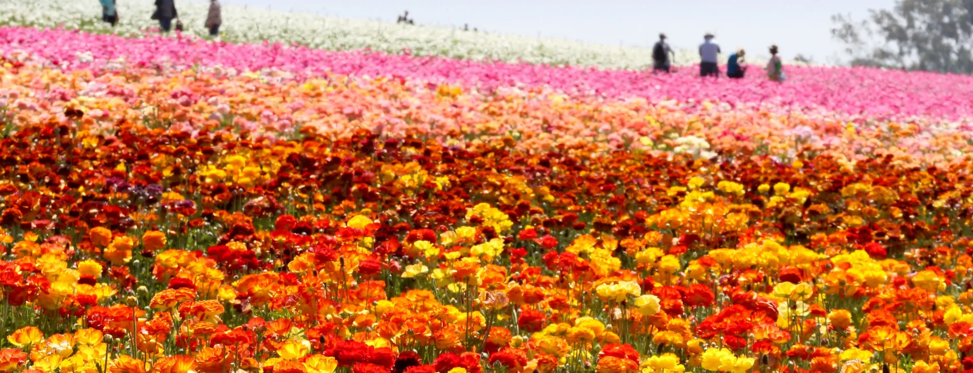 Ranunculus flowers at The Flower Fields in Carlsbad