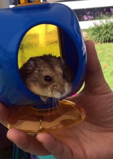 This hamster named Ben was rescued by a Hamster Rescue
