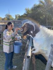 Penny Wrought, 4-H Playa Del Sur member, feeds pumpkin to herd sire, Corn Nut. Photo courtesy of Ana Torres.