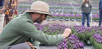 Bruno Pitton takes a photo of the Spanish lavender growing at Altman Plants Nursery in Fallbrook. All photos by Saoimanu Sope. for ANR Employee News Blog