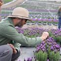 Bruno Pitton takes a photo of the Spanish lavender growing at Altman Plants Nursery in Fallbrook. All photos by Saoimanu Sope.