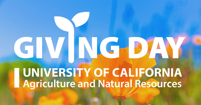 Text: UC ANR Giving Day Yellow California poppy