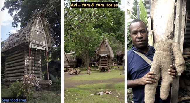 On right, Phil Waisen holds a yam, a major food crop in Papua New Guinea. On left and center are yam houses, where the crop is stored.