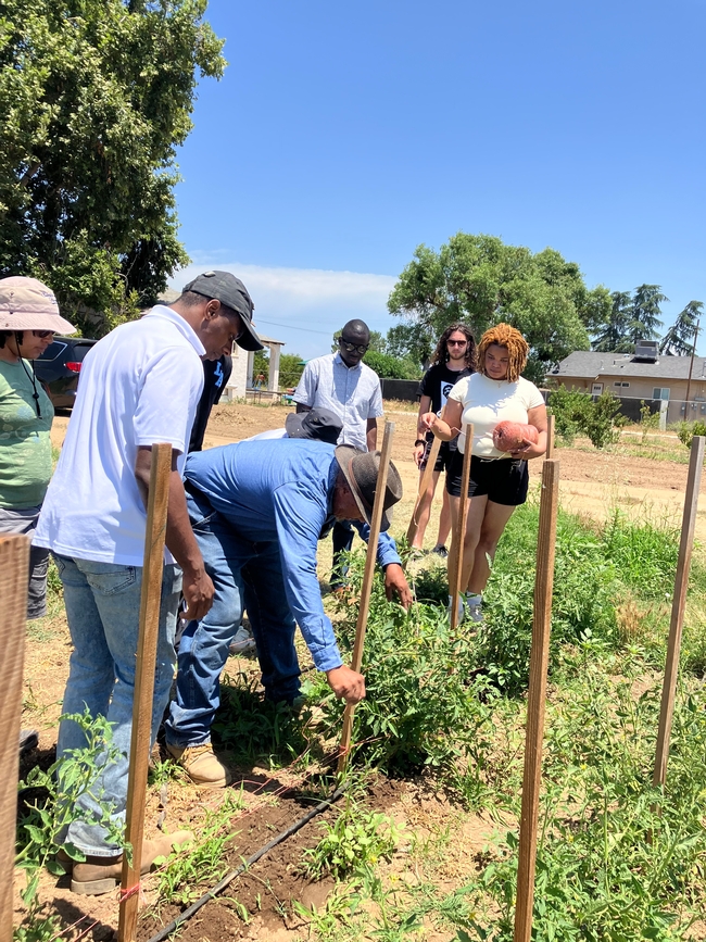 Scott bends over to push a long wood stake into the soil beside a tomato plant as students around him observe.