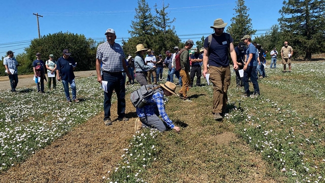 Dozens of people look at morningglory test plot.