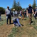 UC Davis Weed Day 2024 gave participants a chance to see, feel and even smell different methods of managing weeds common in California orchards, fields, yards and landscapes. Here, the brown strips are full of bindweed that was treated with an electric weed control device just a few minutes earlier. (Trina Kleist/UC Davis)