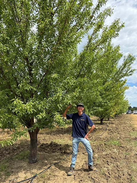 A man stands besinde a row of almond trees.