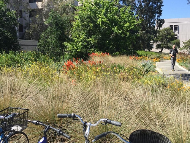 Deergrass grows in front of flowering plants. Two bikes parked in foreground.