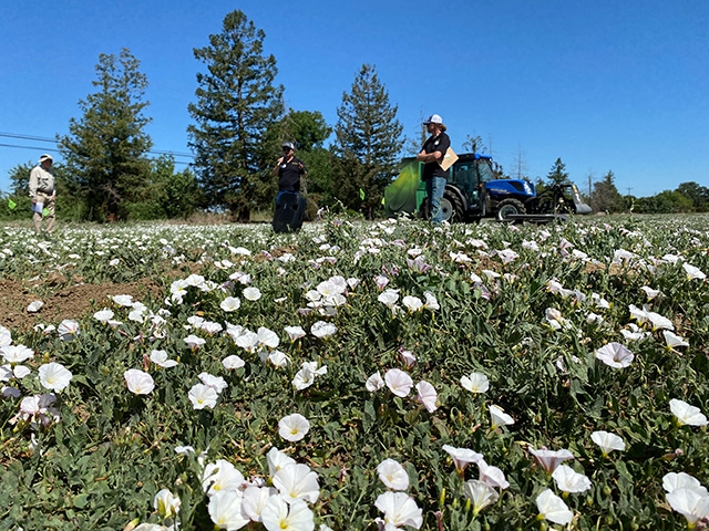 Three people in the background of a field of white blooms of field bindweed.