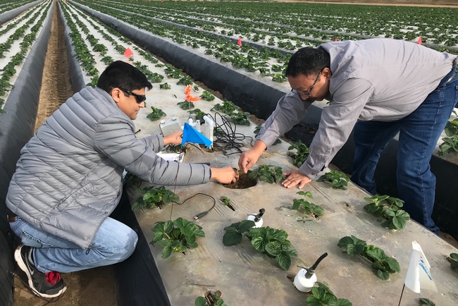 Tapan Pathak, left, adjusts sensors in a strawberry field with help of another guy.