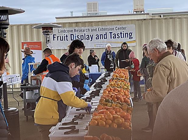 Visitors can taste different citrus varieties at Lindcove REC on Dec. 13-14.