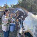 Penny Wrought, 4-H Playa Del Sur member, feeds pumpkin to herd sire, Corn Nut. Photo courtesy of Ana Torres.