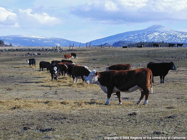 Beef cattle in Siskiyou County. Ermias Kebreab will discuss 
