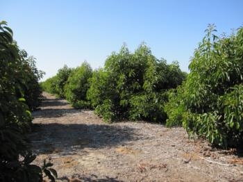 South Coast REC avocado grove