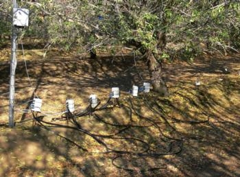 almond trees microirrigation