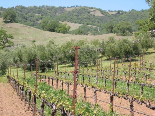 Bonterra vineyard