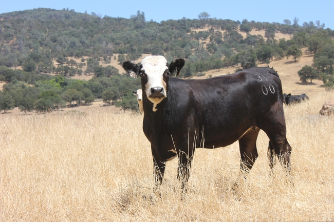 Sierra Foothill REC has cows, calves, heifers and steers available to support animal production, animal health and grazing research.