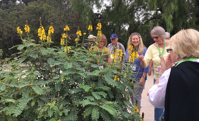 Master Gardener Conference participants explored Rancho Los Cerritos and admired the popcorn cassia.