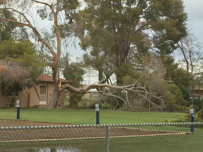 A thunderstorm on Sept. 8 downed trees and flooded the property around the UC Cooperative Extension office in Imperial County and Desert Research and Extension Center.
