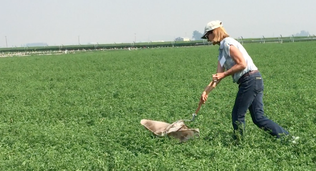 UCCE advisor Rachael Long demonstrates using a sweep net to monitor for alfalfa weevils.