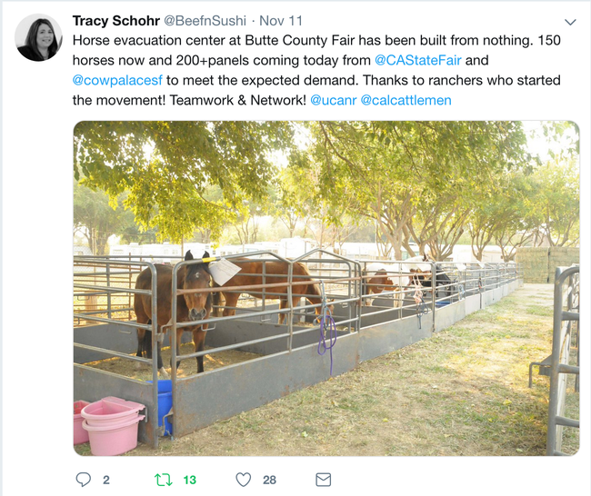 During evacuation from the Camp Fire, Tracy Schohr tweeted information for people seeking refuge for large animals.