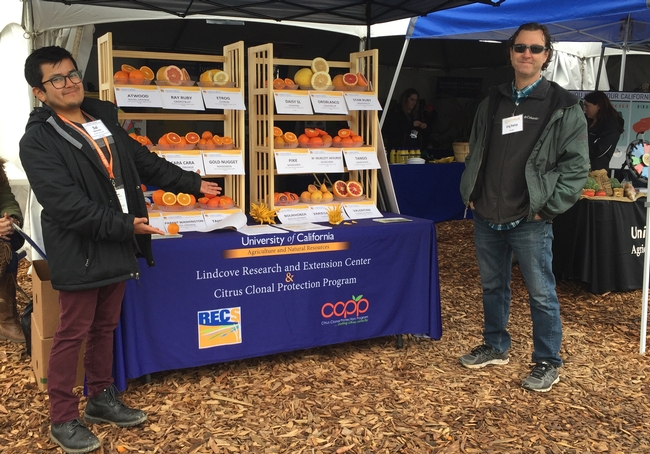 Sal Barcenes, Lindcove staff research assistant, and Greg Douhan show citrus varieties.