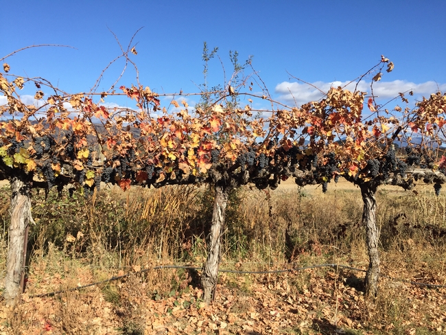 Stuhlmuller left grapes on vine after smoke from the Kincade Fire made them unmarketable.