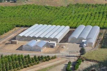 Lindcove REC maintains more than 300 different citrus selections and provides budwood to California nurserymen and growers at a minimal cost.
