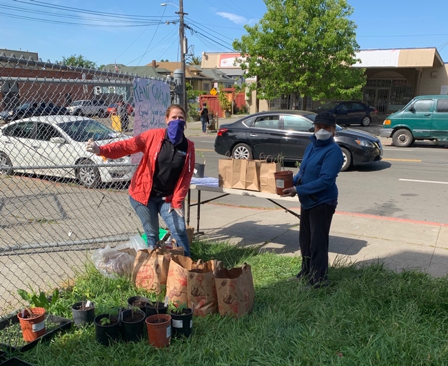 Haley Kerr, left, and Yolanda Silva of CalFresh Healthy Living, UC, gave away tomato plants donated by UC Master Gardeners of Contra Costa County to families of schoolchildren in Alameda County. The joint project is mentioned in the May UCnetwork.