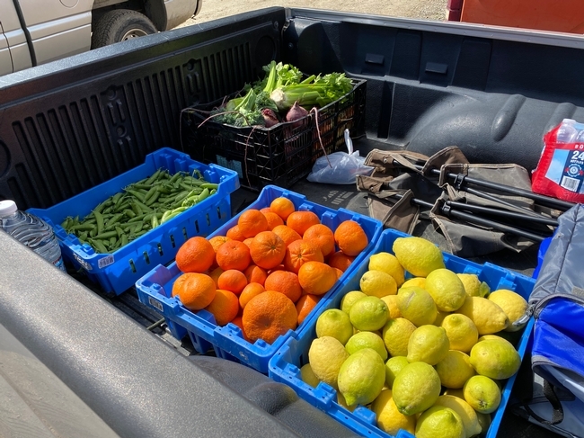 Fresh produce harvested at Hansen REC in Santa Paula was donated to Food Forward and Ventura County schools.