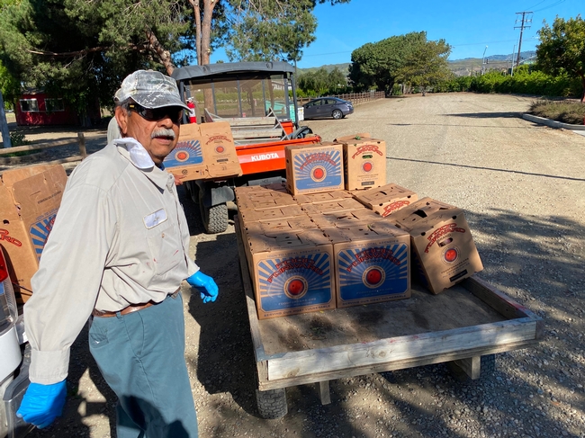 Hansen REC's Leon Preciado loads boxes of mandarins grown at Hansen REC for Food Forward to distribute to community members.