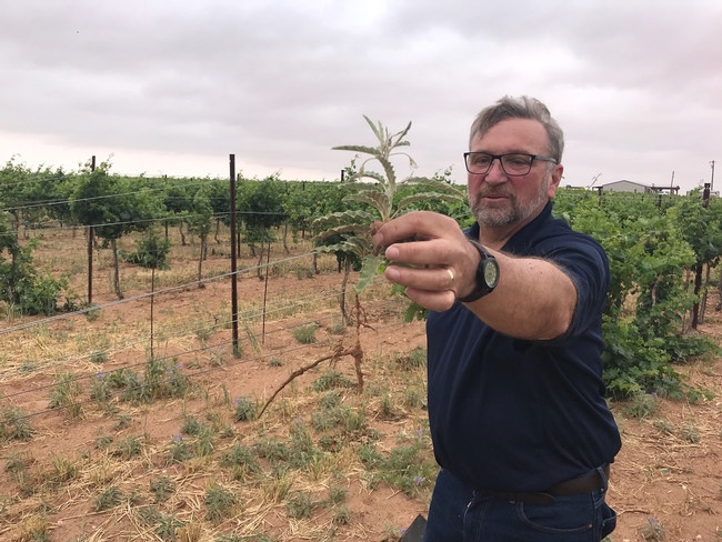 John Roncoroni examines silver leaf nightshade that he found in a vineyard.