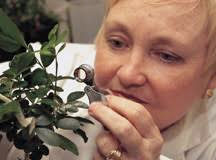 Marjorie Hoy, first woman faculty member of the UC Berkeley Department of Entomology, looks for mites on a plant.
