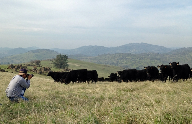 Ray Lucas, shown shooting video of cattle at Sierra Foothill Research & Extension Center, has helped extend UC Cooperative Extension information through videos.