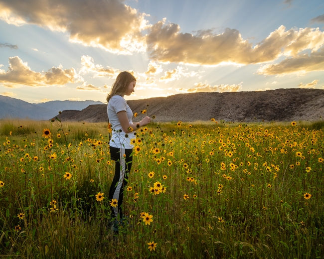 Blonde girl gazes down at a sunflower while standing in a field of sunflowers. Mountains and clouded skies in background.