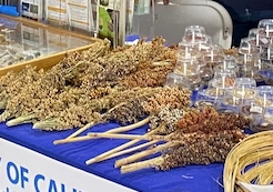 Samples of different varieties of dry sorghum lay loose on the table for visitors to touch and examine.