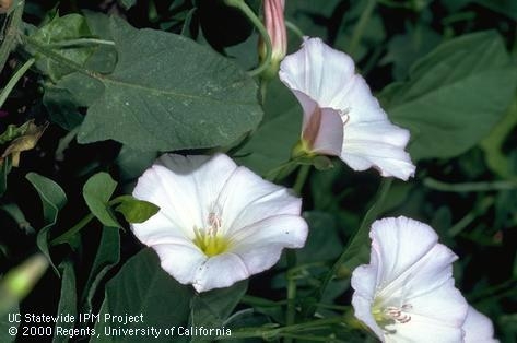 Field bindweed flowers. The Fischer scholarship is offered to students pursuing degrees in vegetation management or weed science.