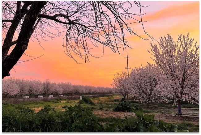 Almond Blossom Sunrise by Mike Hsu