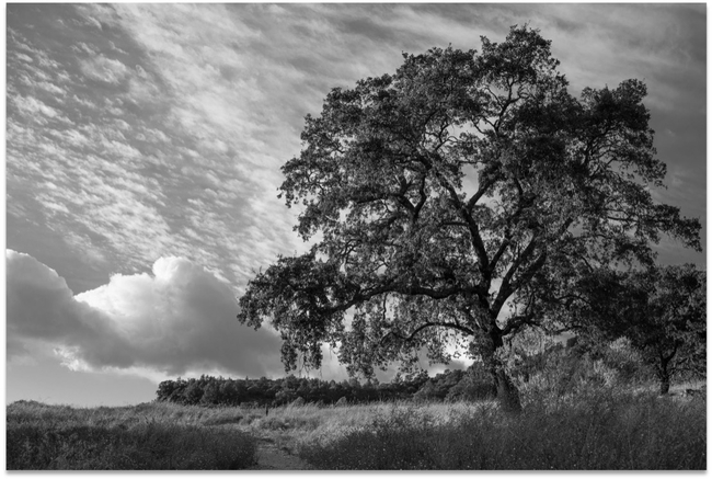 Honorable Mention- Observatory Oak by Todd Merrifield