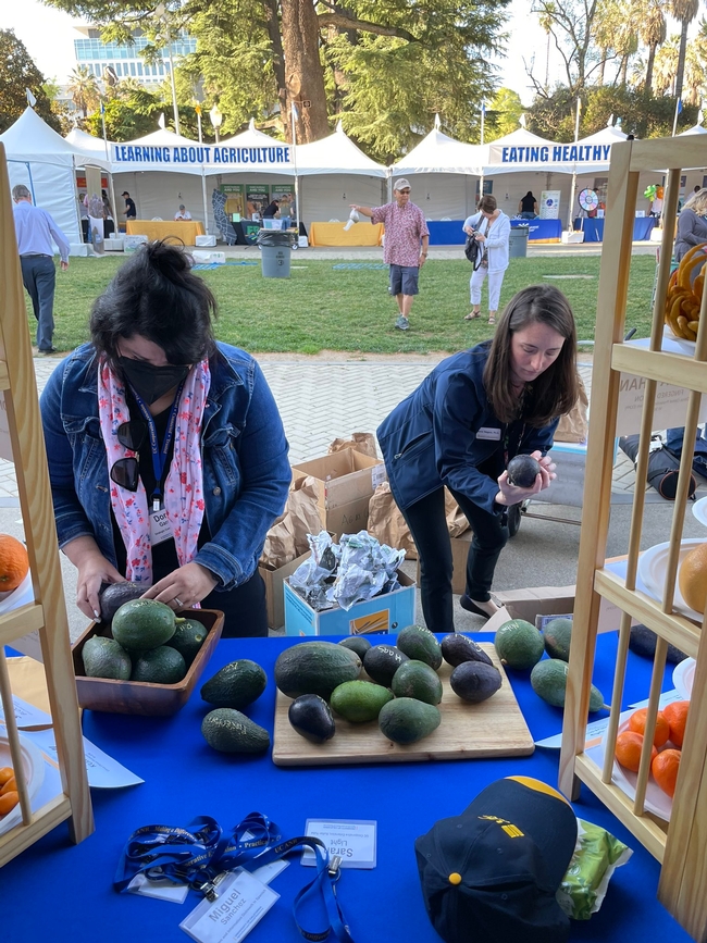 Dora, left, wearing a facemask, arranges avocados in a bowl on a table. Anne writes the name of the variety on an avocado. Behind them, banners read 