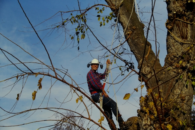 John Karlik doing tree work